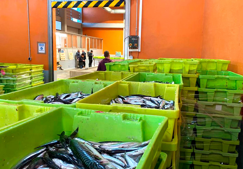 Cajas de plástico para pescado en lonja