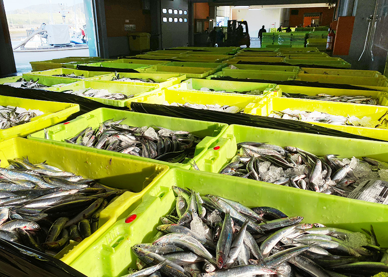 Cajas de plástico con pescado fresco en lonja